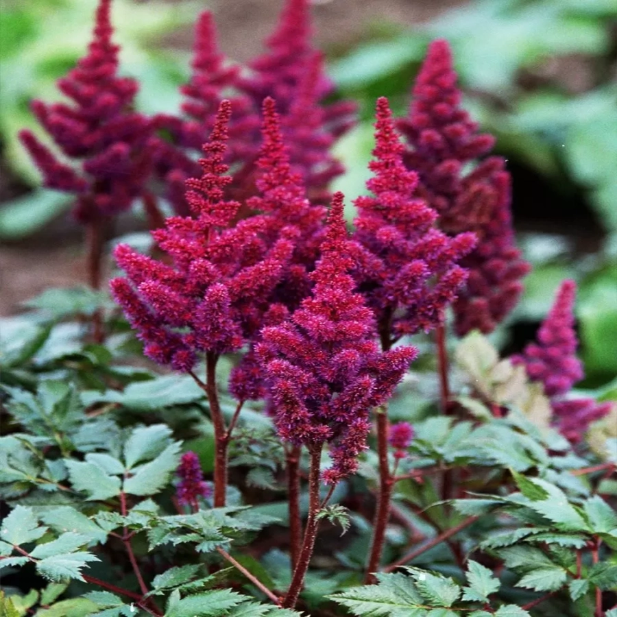 astilbe-little-vision-purple Astilbe Little Vision Purple 1