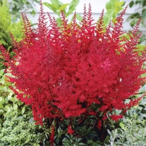 Astilbe Rosu 1
