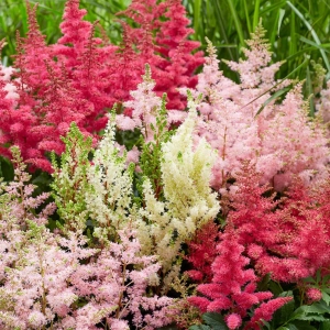 Astilbe