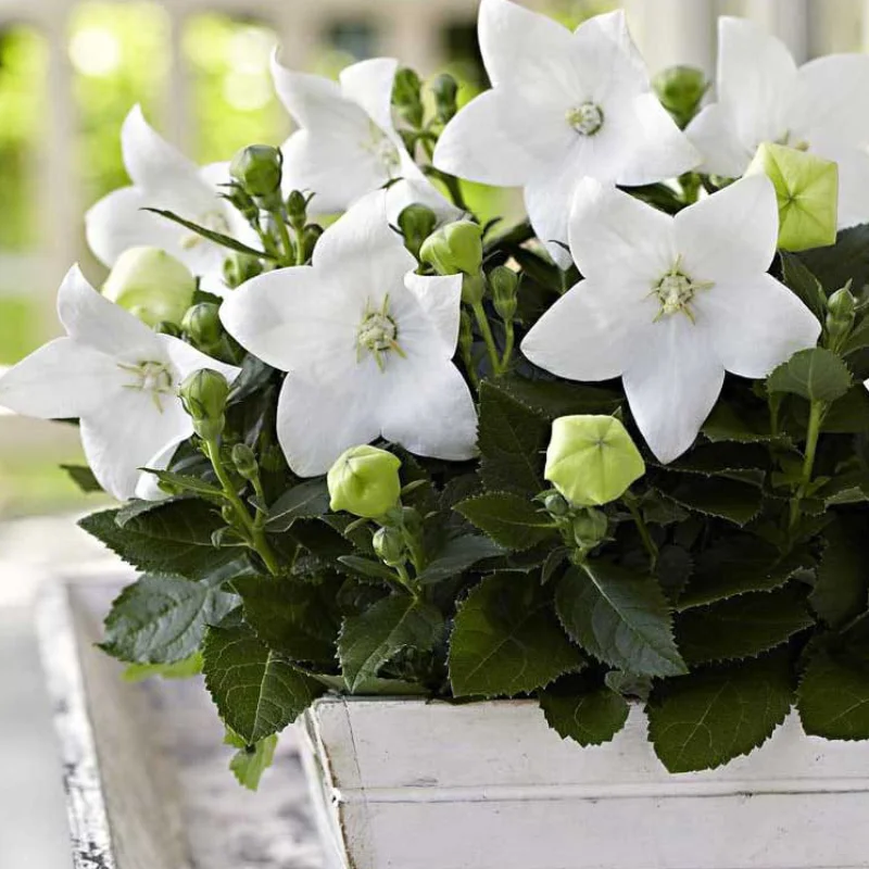 Floare Balon White - La Ghiveci - Inaltime 20 - 30 cm 1