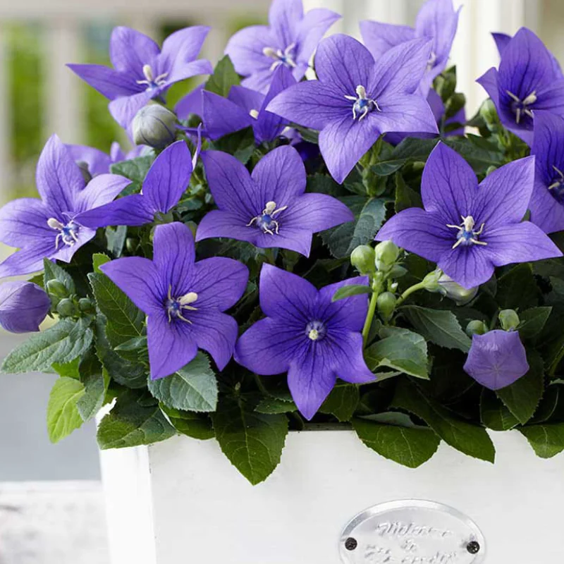 balon-mov Floare Balon Blue - La Ghiveci - Inaltime 20 - 30 cm 1