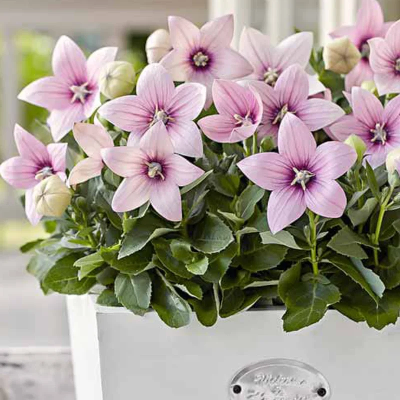 balon-pink Floare Balon Pink - La Ghiveci - Inaltime 20 - 30 cm 1