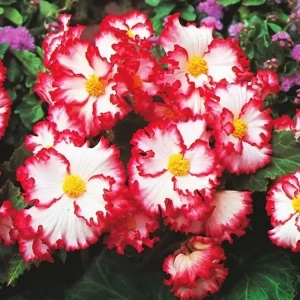 Bulbi de Begonie (Crispa Marginata) White & Red 1