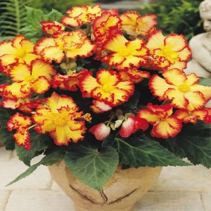 Bulbi de Begonie (Crispa Marginata) Yellow & Red 1