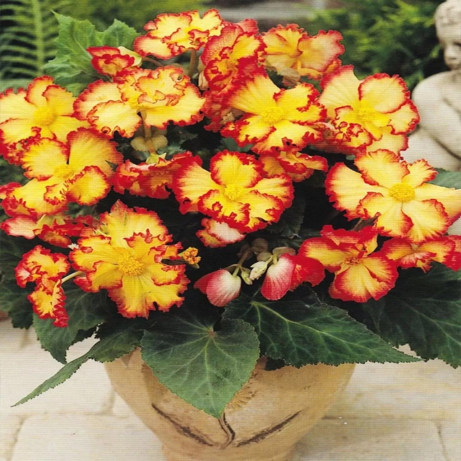 Bulbi de Begonie (Crispa Marginata) Yellow & Red 1