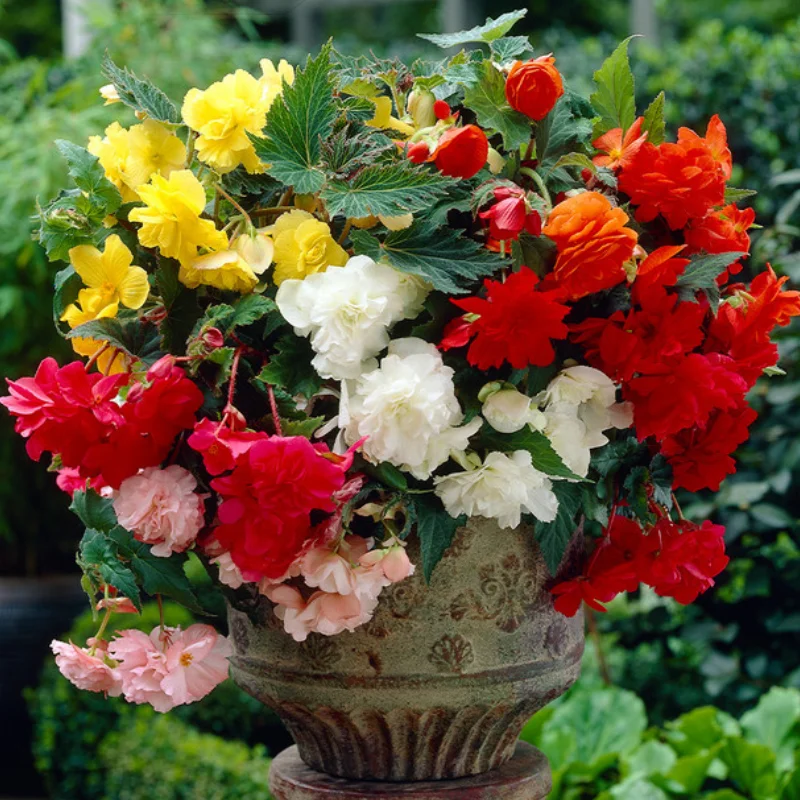 Bulbi de Begonie Pendula - Mix 1 1