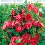 Bulbi de Begonie Pendula Pink 1