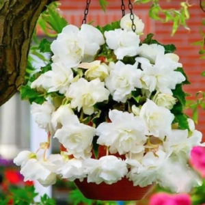 Begonie Pendula White 1