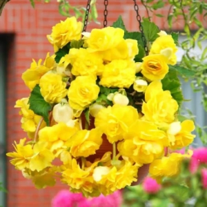 Bulbi de Begonie Pendula Yellow 1