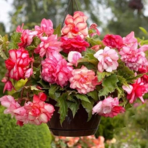 Bulbi de Begonie Picotee Cascade Florence 1