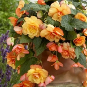 Bulbi de Begonie Picotee Cascade Sunray 1