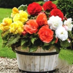 Bulbi de Begonie Double mix multicolor 1