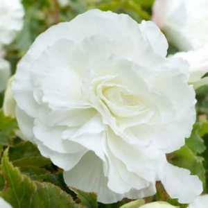 Bulbi de Begonie Double White 1