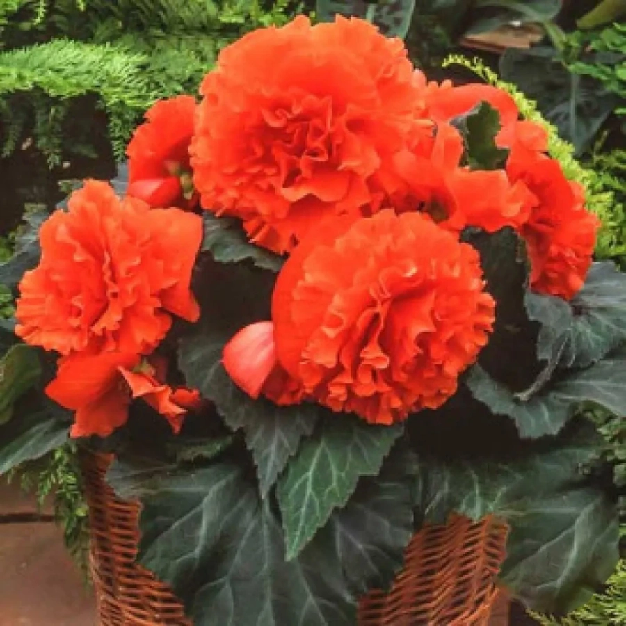 Bulbi de Begonie Fimbriata Orange 1