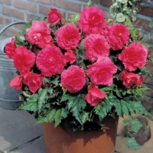 Bulbi de Begonie Double Pink 1