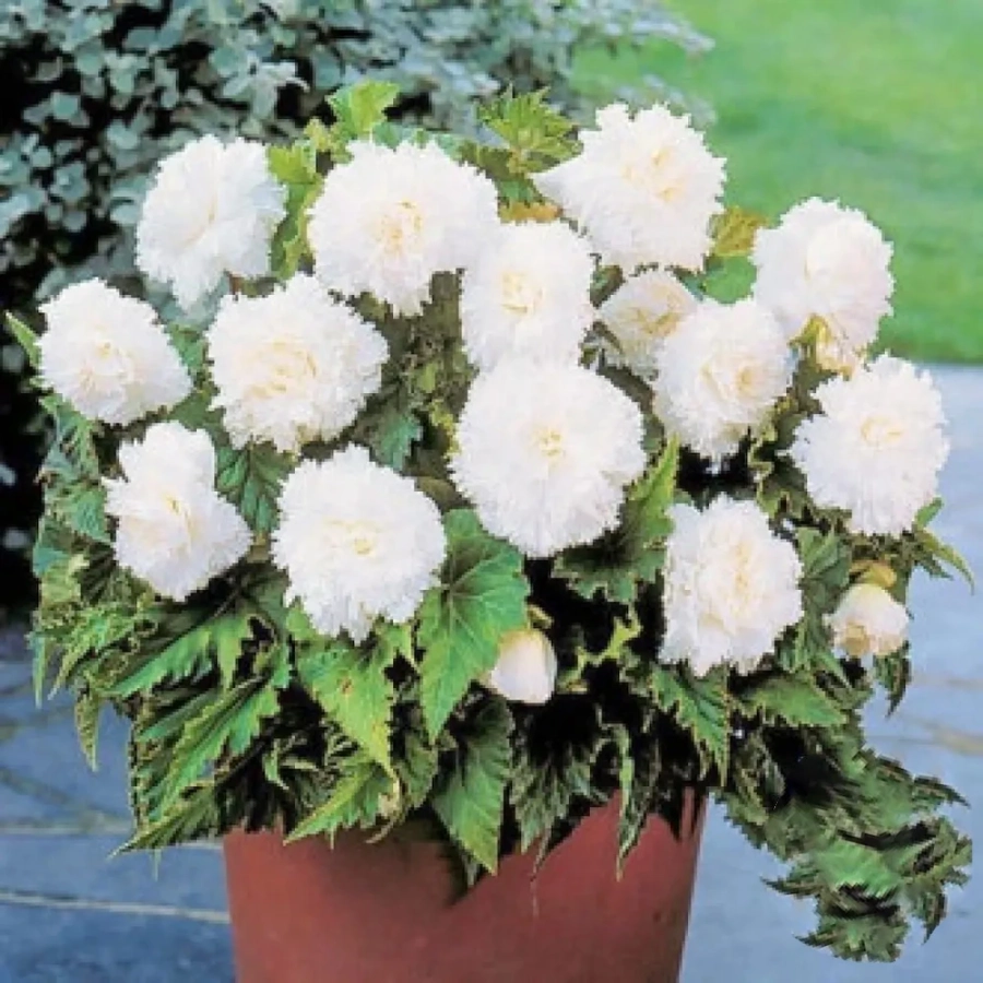 begonie-fimbriata-white Bulbi de Begonie Fimbriata White 1