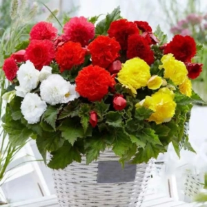 Bulbi de Begonie Frimbiata mix multicolor 1