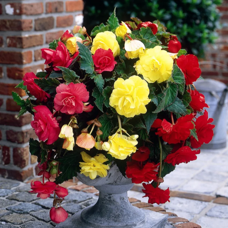 begonie-mix-3.1 Bulbi de Begonie Pendula - Mix 2 1