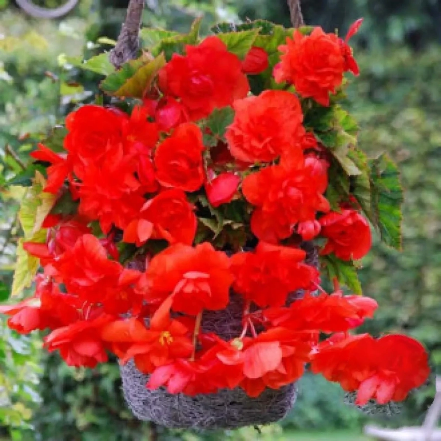 Bulbi de Begonie Pendula Red 1