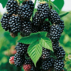 Arbust fructifer - Mur Pomosior Anul 3 - Black Magic - Inaltime 1 - 1.20 m cu Radacina Impachetata 2