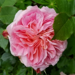 Trandafir "David Austin - Boscobel" - Ghiveci 3L - anul 3 1