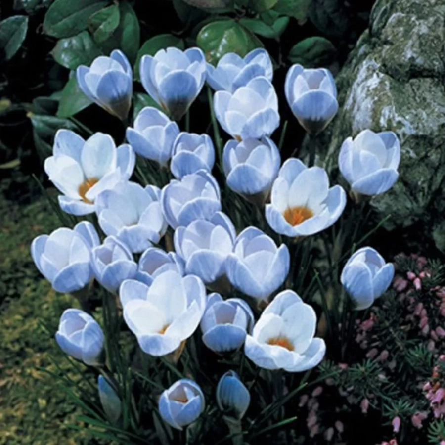 branduse-blue-pearl Bulbi de Brândușe Blue Pearl 1