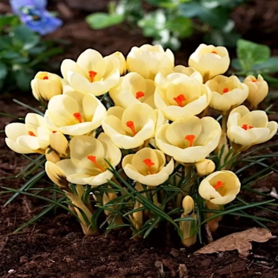 branduse-cream-beauty Bulbi de Brândușe Cream Beauty 1