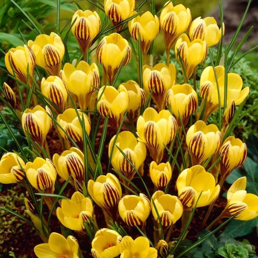 branduse-gipsy-girl Bulbi de Brândușe Gipsy Girl 1