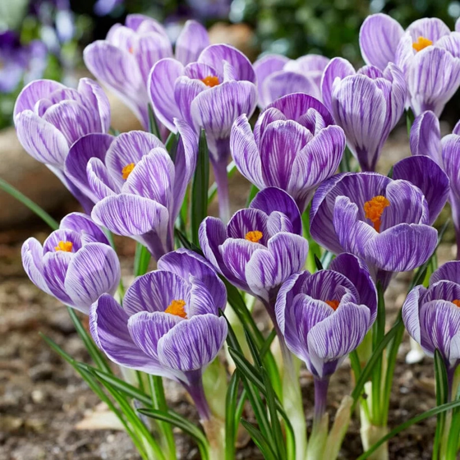 branduse-pickwick Bulbi de Brândușe Pickwick 1