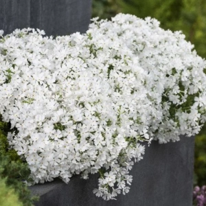 Brumărele Albe - Phlox 1