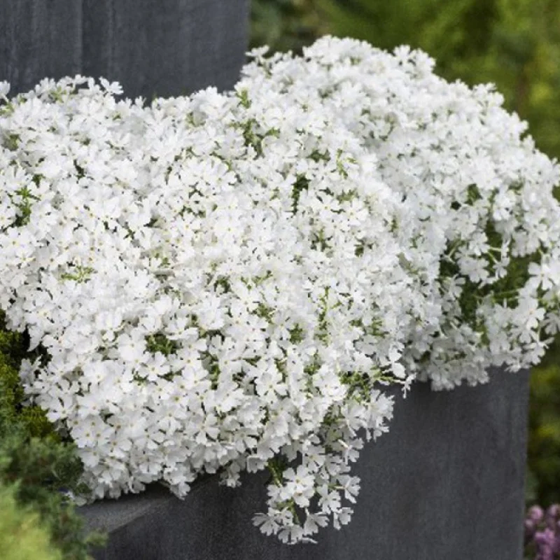 brumarele-albe-site Brumărele Albe - Phlox 1