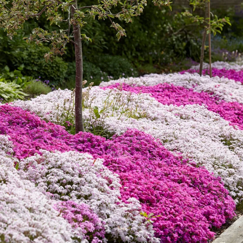 brumarele-mix-site Brumărele - Phlox Mix 1