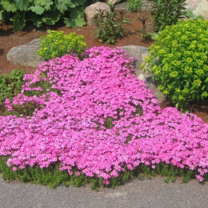 Brumărele Roz - Phlox 1