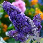 Liliac de vară Papillon Bleu Buddleja Davidii 1