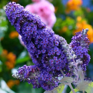 Liliac de vară Papillon Bleu Buddleja Davidii 1
