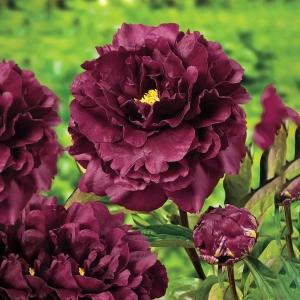 Rizomi de Bujor Black Beauty 1