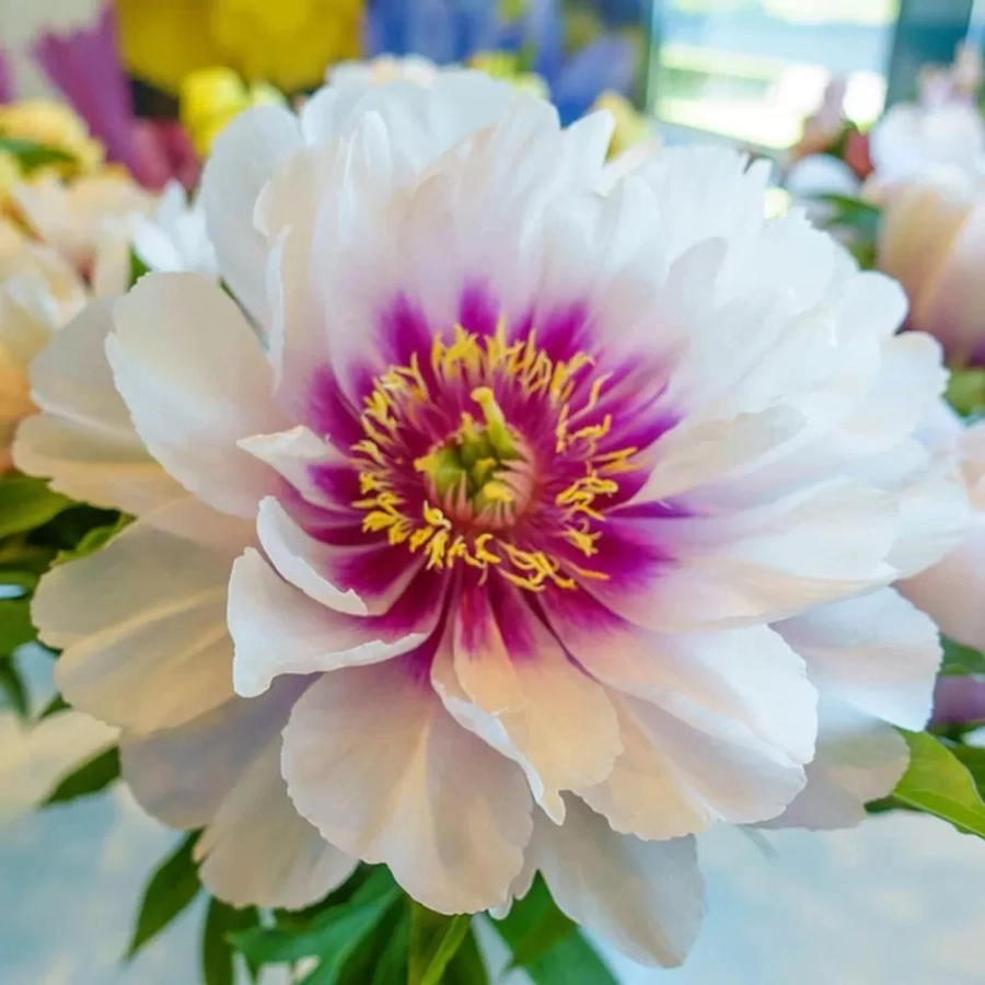 bujori-itoh-cora-louise Rizomi de Bujor ITOH Cora Louis 1