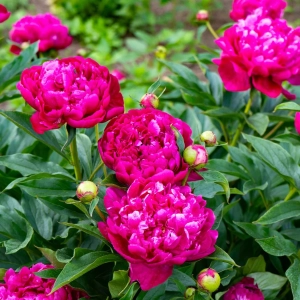 Rizomi de Bujor Pink 1