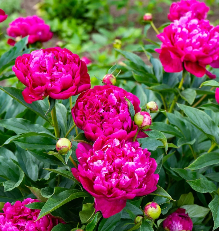 Rizomi de Bujor Pink 1