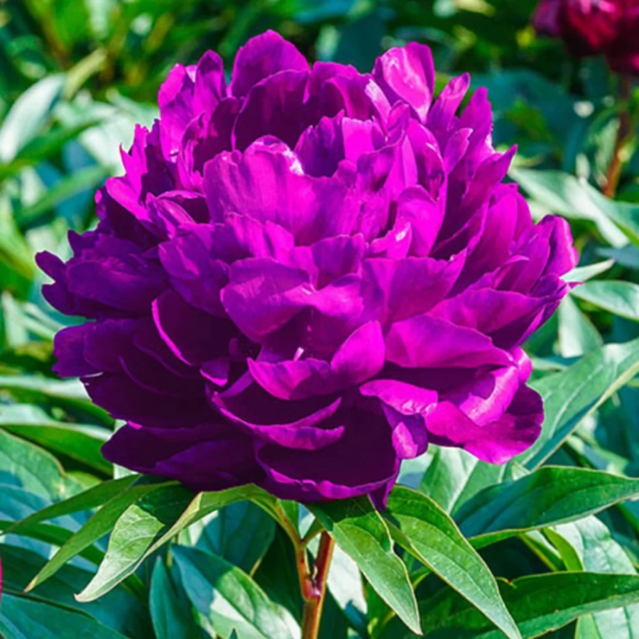 Rizomi de Bujor Purple 1