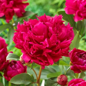 Rizomi de Bujor Red 1