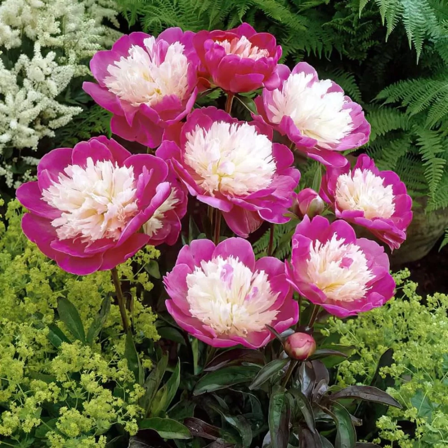 Rizomi de Bujor Santa Fe 1