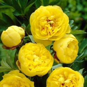 Rizomi de Bujor yellow 1