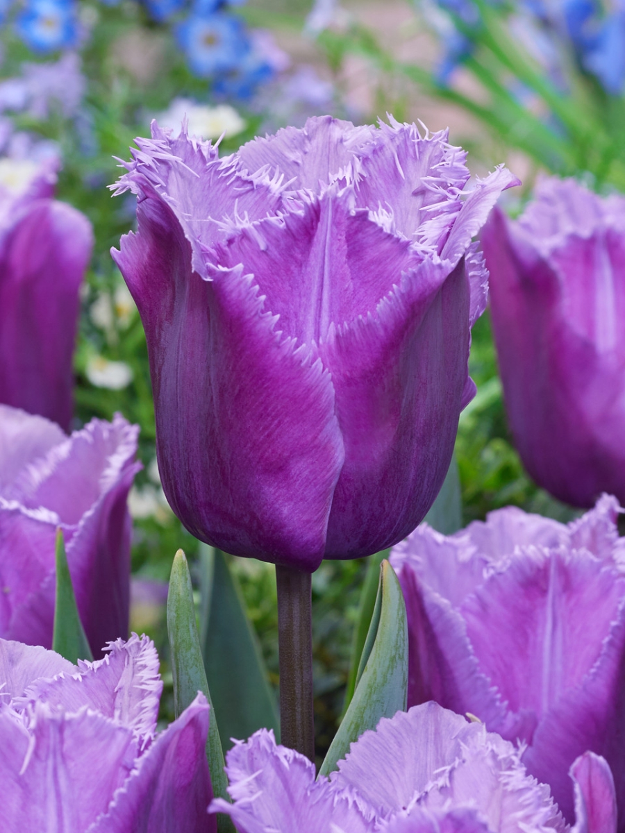 bulbi-lalele-blue-heron