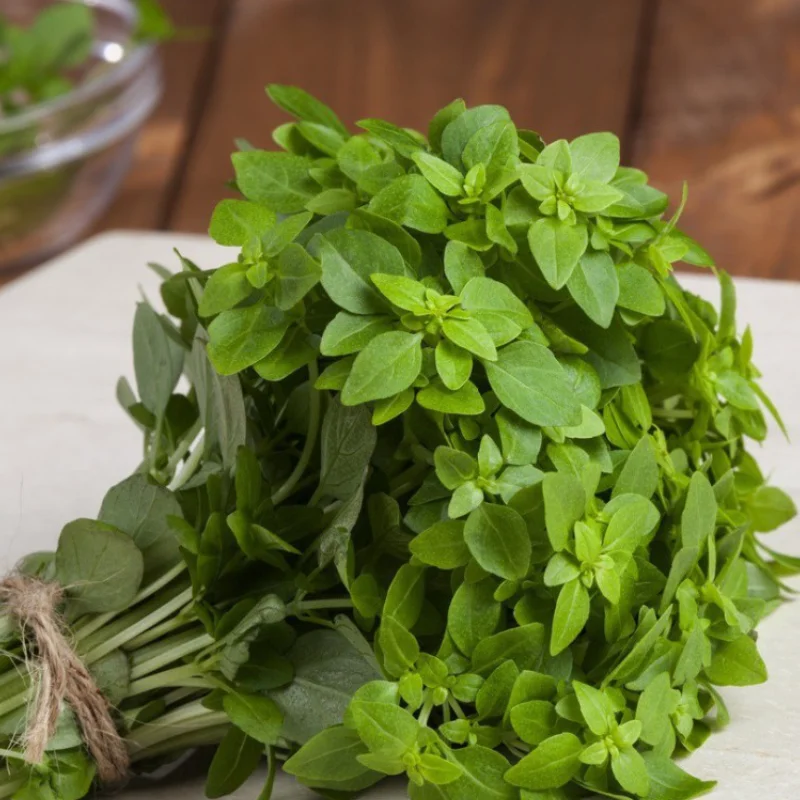 Busuioc Grecesc - La Ghiveci - Inaltime 20 - 30 cm 2