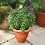 Busuioc Grecesc - La Ghiveci - Inaltime 20 - 30 cm 1