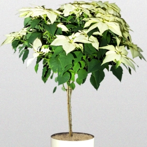 Craciunita Alba pe Tulpina Inalta - Poinsettia la Ghiveci - Inaltime 40 - 50 cm 1