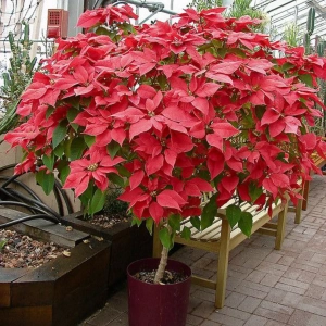 Craciunita Rosie pe Tulpina Inalta - Poinsettia la Ghiveci - Inaltime 40 - 50 cm 1