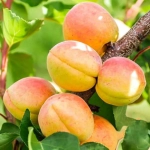 Pom fructifer - Cais Goldrich 1