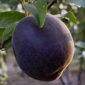 Pom fructiferi - Cais Black Velvet 2